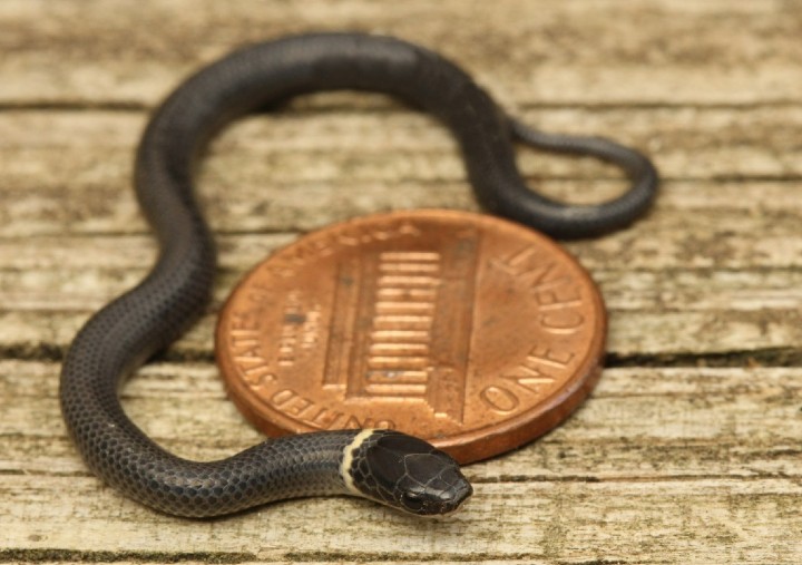 Ringneck Snake